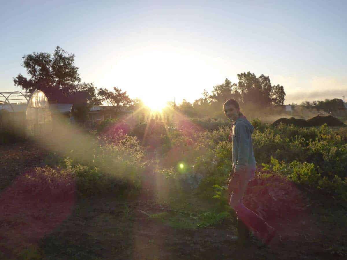 student walking through a field at sunset