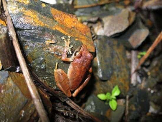 amazonian frog resting on a tree