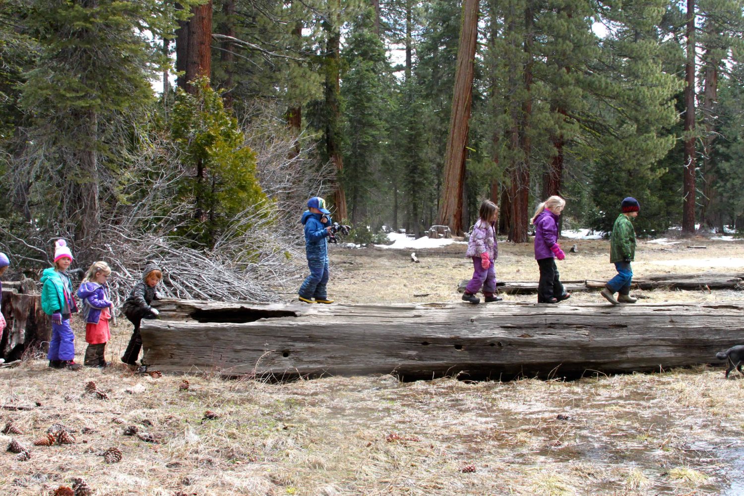 kindergarteners walking on a large log