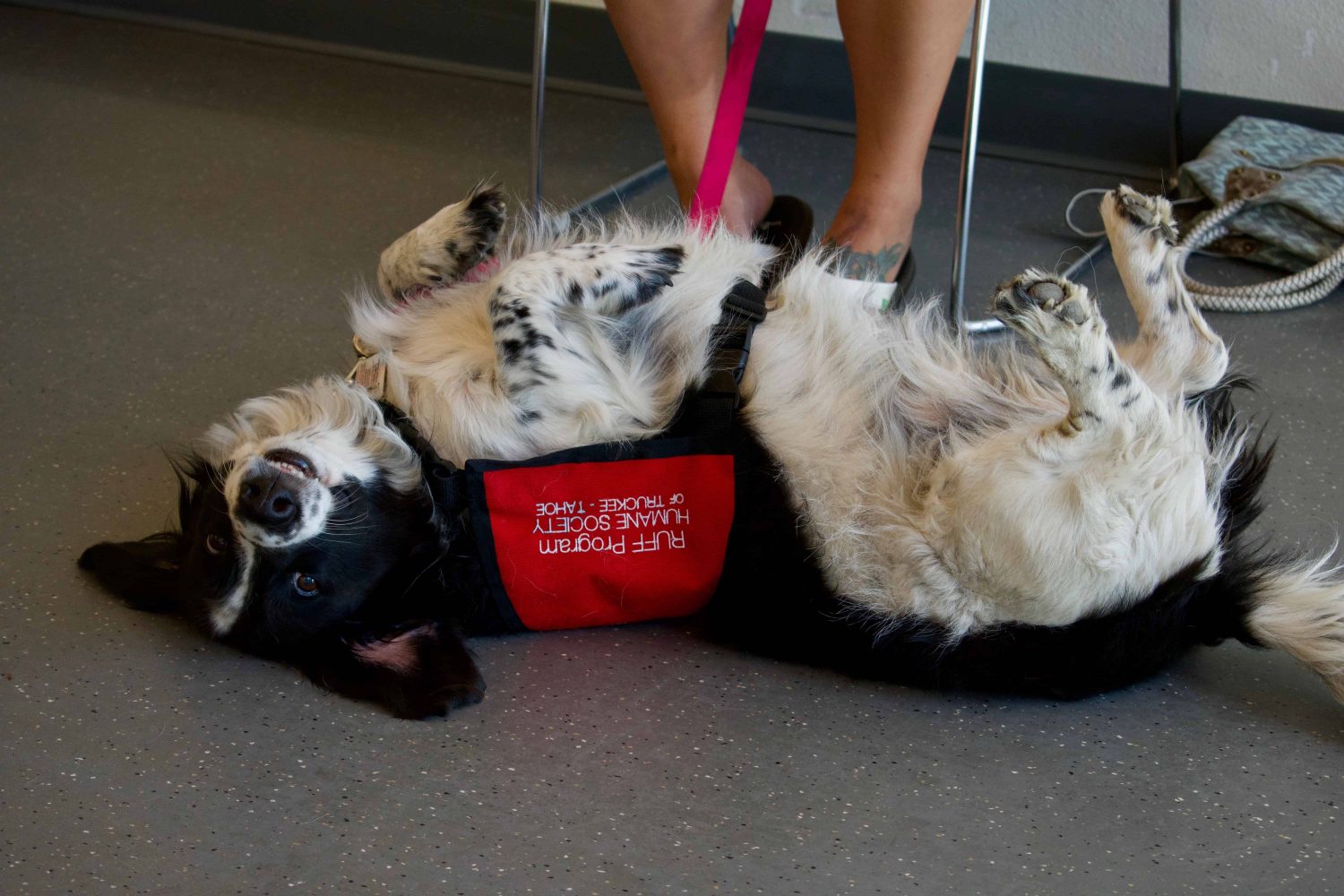 a sevice dog laying on their back