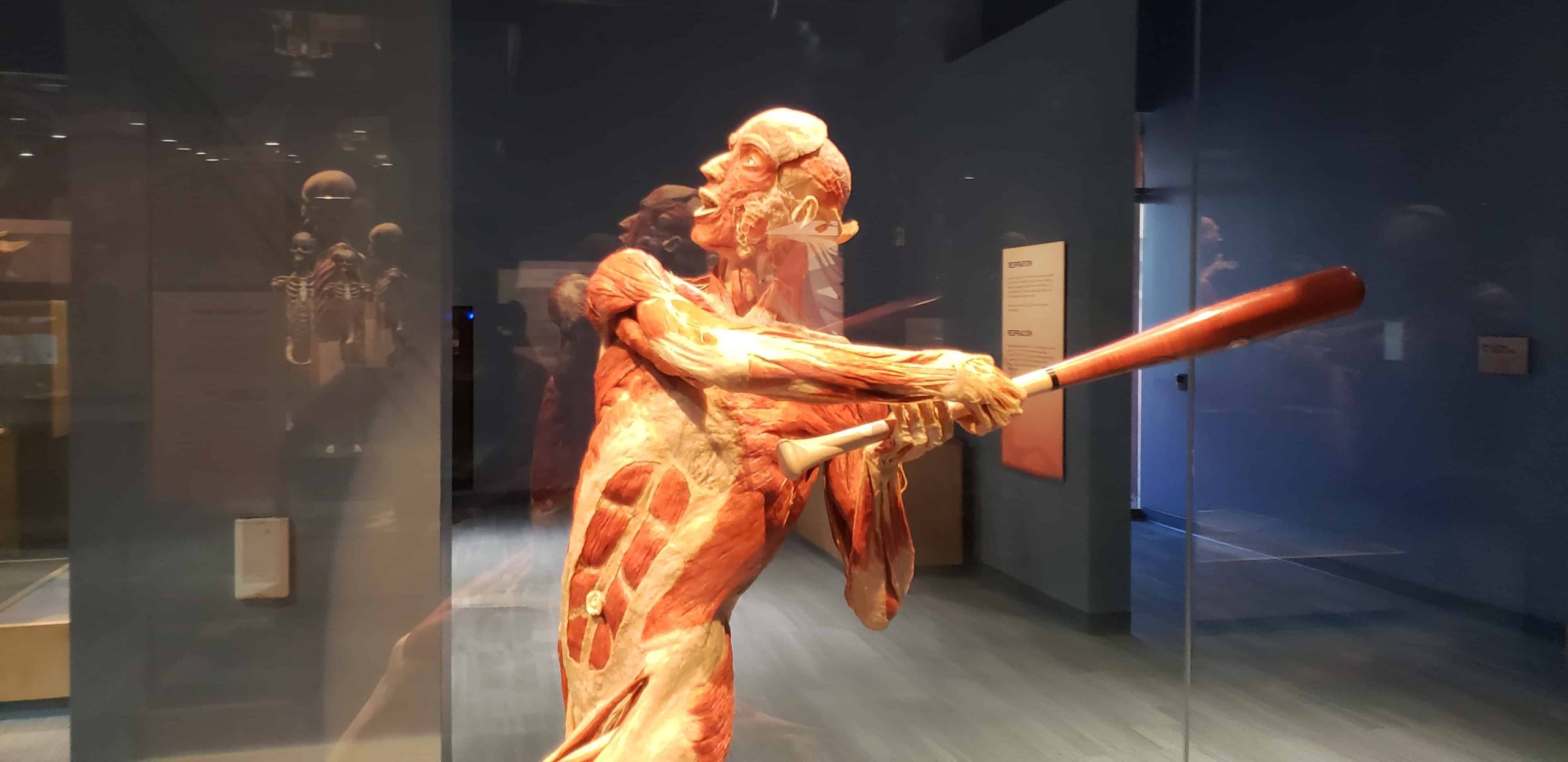 an installation at the bodies exhibit