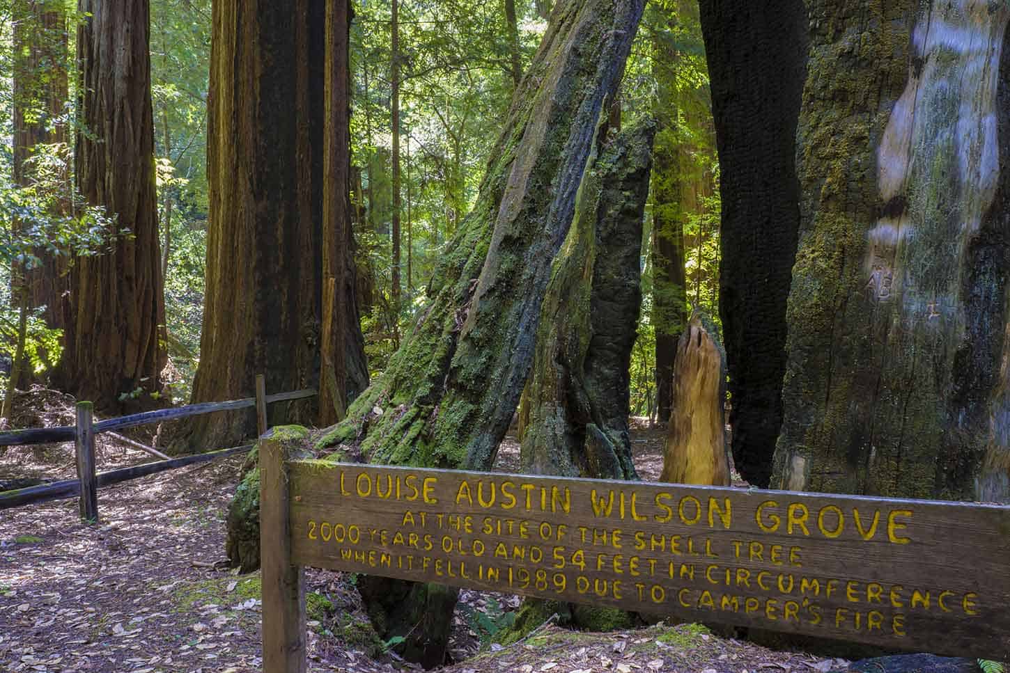 the louise austin wilson grove at the Portola Redwoods State Park