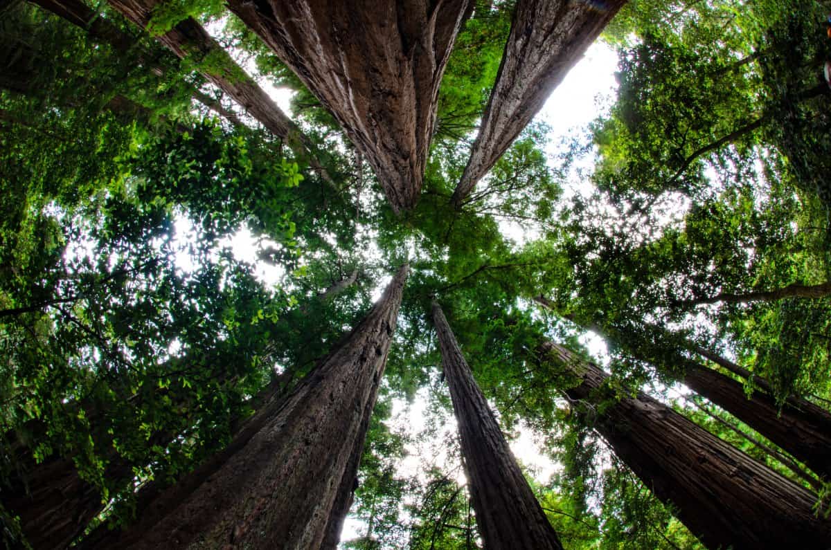 a view of the treetops from the ground