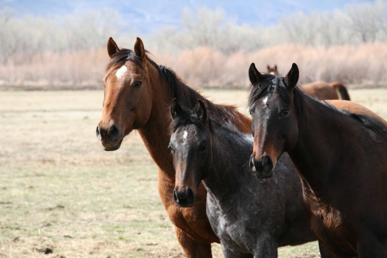 three horses trotting towards the camera