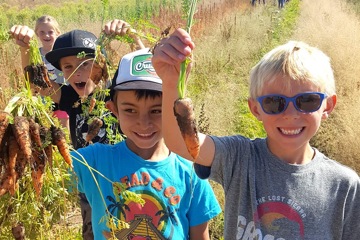 kids holding up freshly pulled carrots
