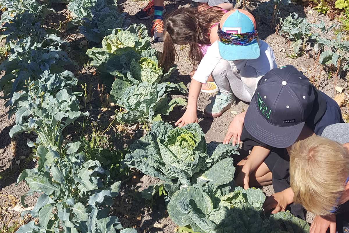 1st graders examining planted vegetables