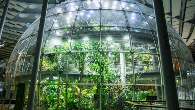 a terrarium inside the california academy of sciences