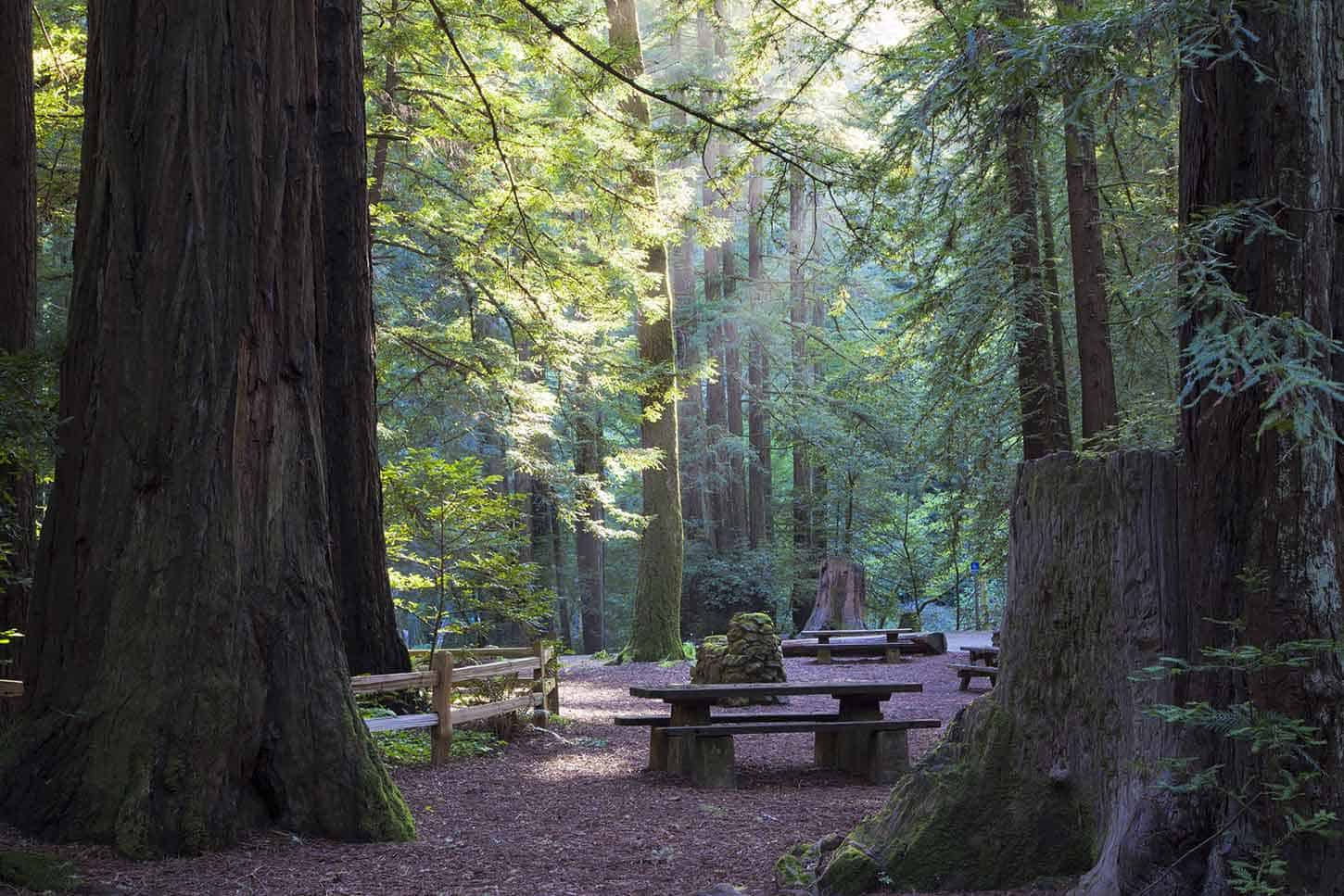 benches in a forest campground