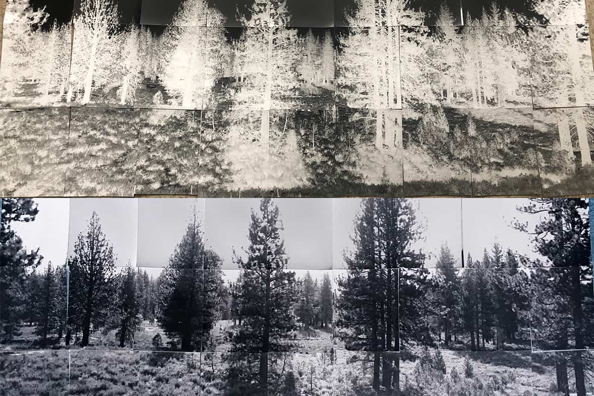 on top, a negative shot of the forest below it